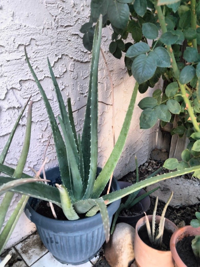 Big Aloe Vera Plant - Planta de Sàbila