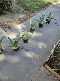 Hola Bendo Plantas De Sabila Medisinal Cura Puchas Cosas En La Piel Y Semantiene En Puro Aserrin De Madera