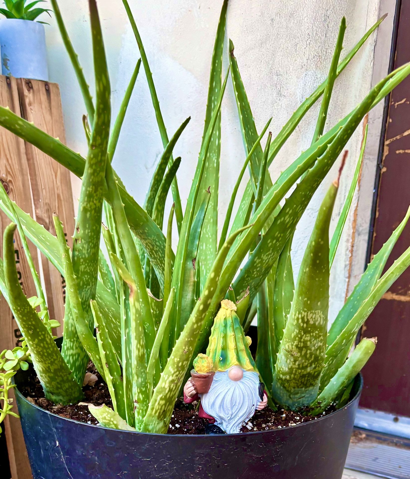 Aloe vera plants, elephant, food, plants, and fire stick plants