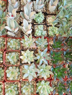Succulents in 2 inch pot