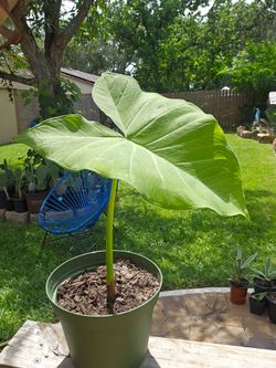 Plant