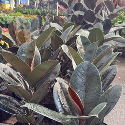 Ficus Elastica - 3gl