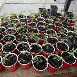 Tomato Plant For Sale