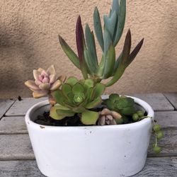 Succulent Arrangement In Ceramic Pot 
