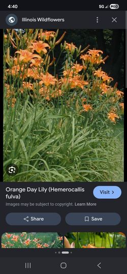 Orange Day Lilies-FREE-Come get them asap!