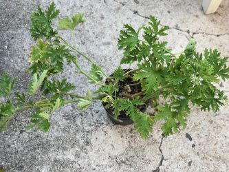 $6 citronella Mosquito repellent plant