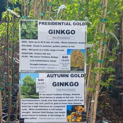 Ginkgo trees three for $100 three types