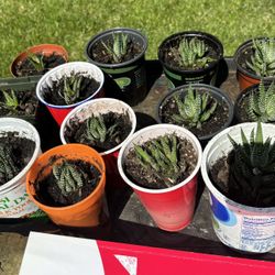 Plants For Sale