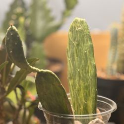 Variegated Opuntia