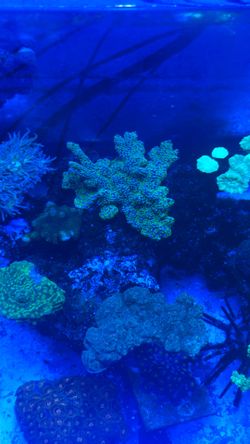Fake Coral Decorations