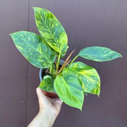 6” variegated green congo philodendron with 2 plants