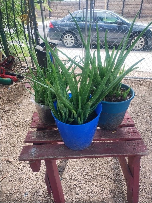 Aloe Vera Plants