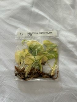 Monstera tc Creme Brûlée