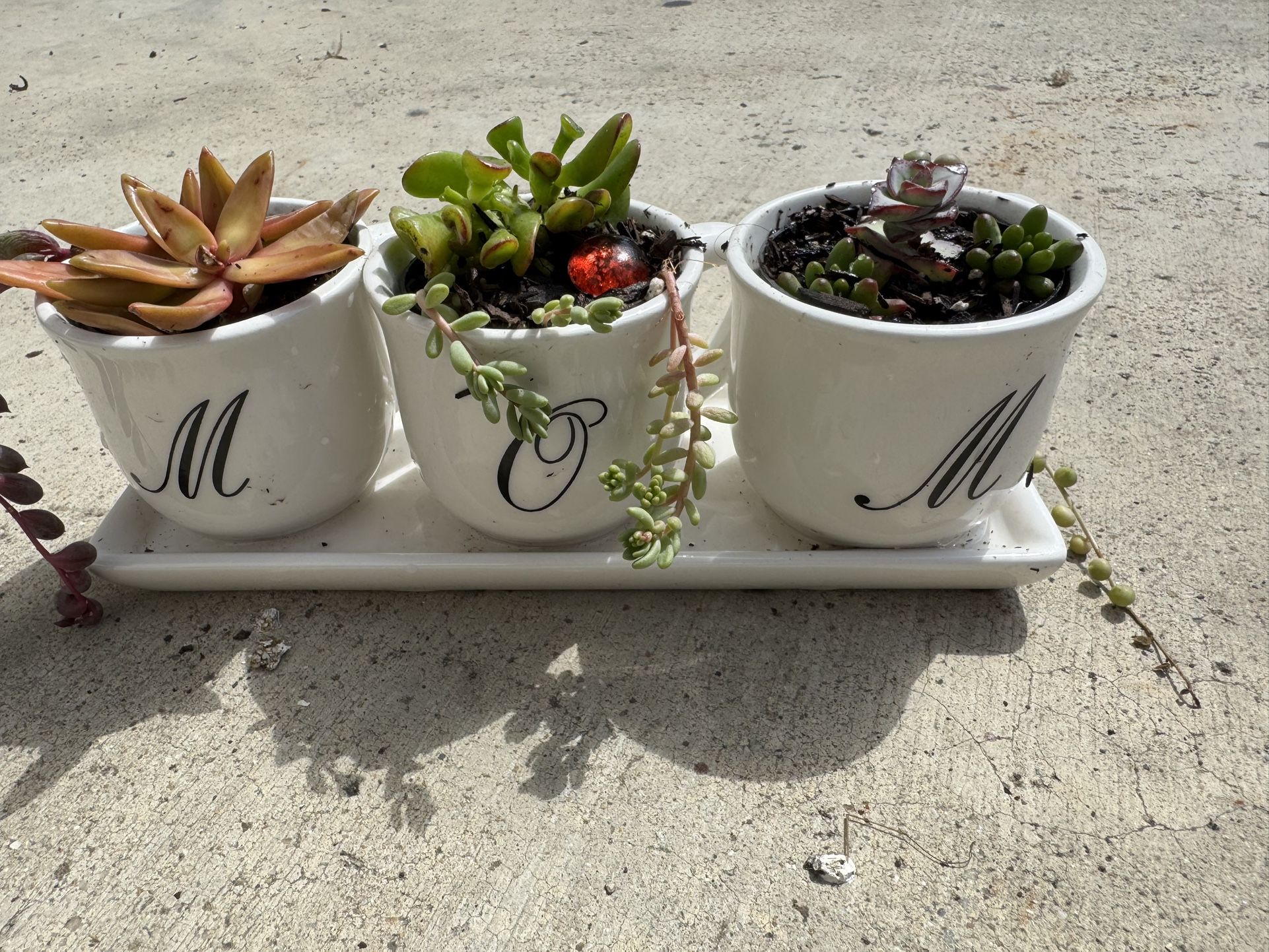 Ceramic Mom Succulent