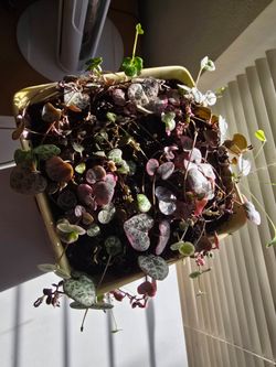 String of Hearts Live Trailing Plant