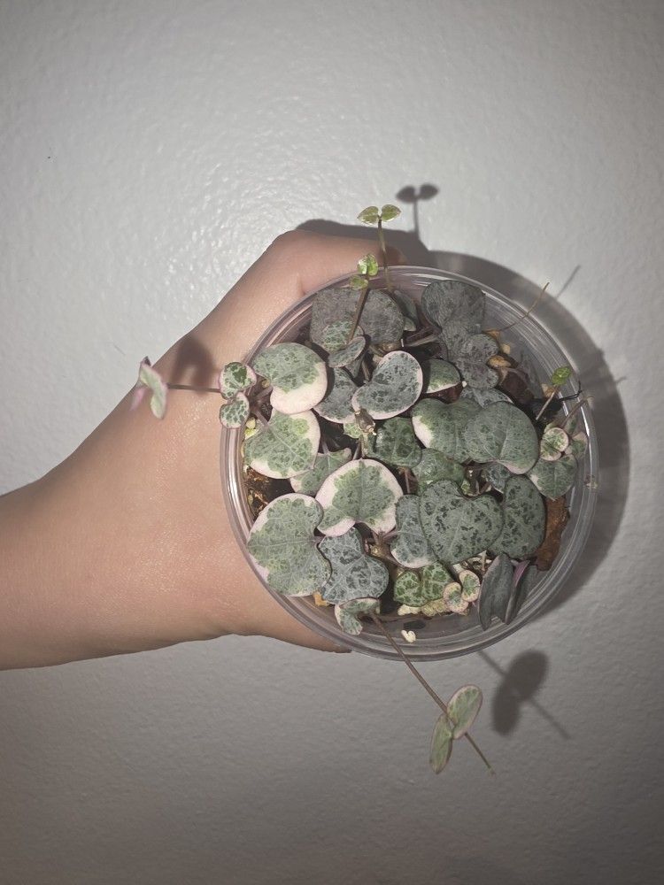 String Of Hearts Variegated 💕