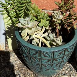 Succulents 