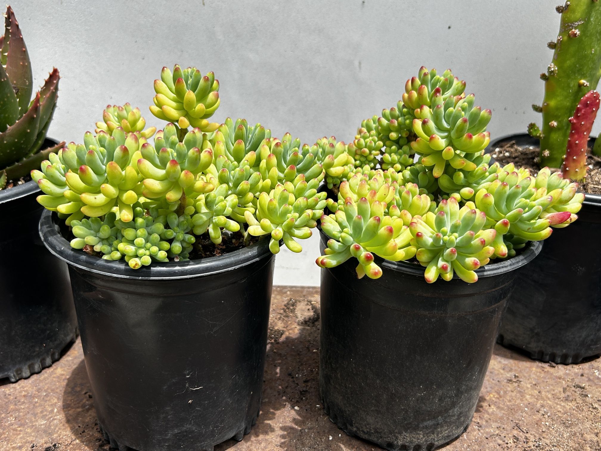 1 gallon Jelly Bean Succulent 