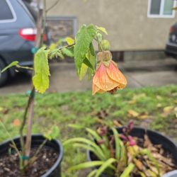 JAPANESE  LANTERN  PLANT  🪴 