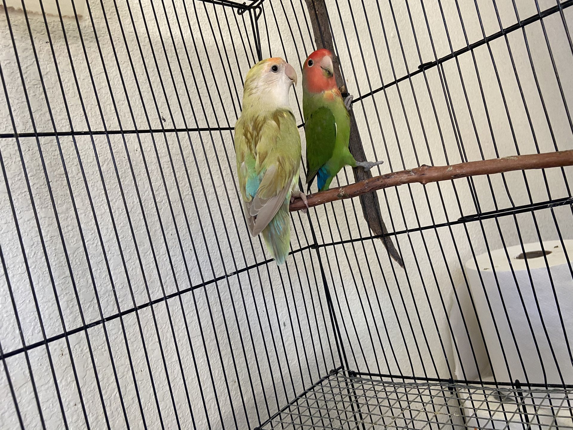 Lovebirds