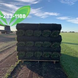 Best QUALITY Sod 