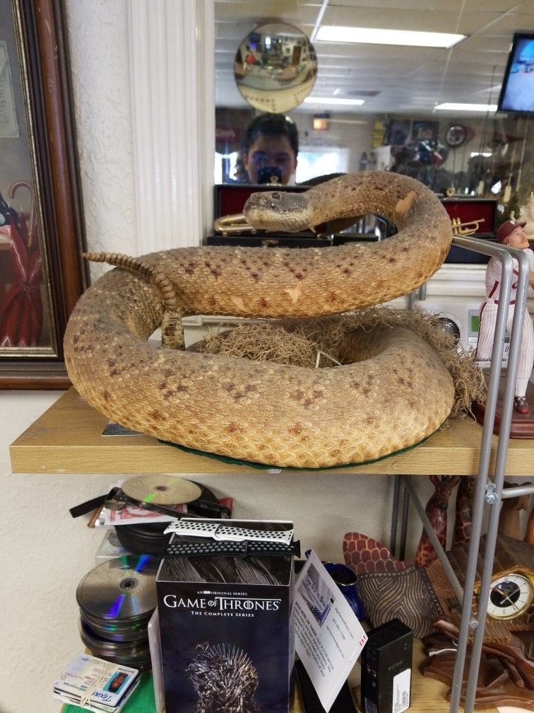Rattlesnake Taxidermy