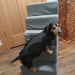Pet Steps 25$ New 