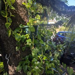 Hanging Potted Pothos Plants. 5 Available In Good Condition. Medium Length Vines. $45 Each Or 2 For $75