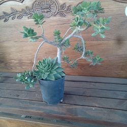 Two Plants In One Pot 