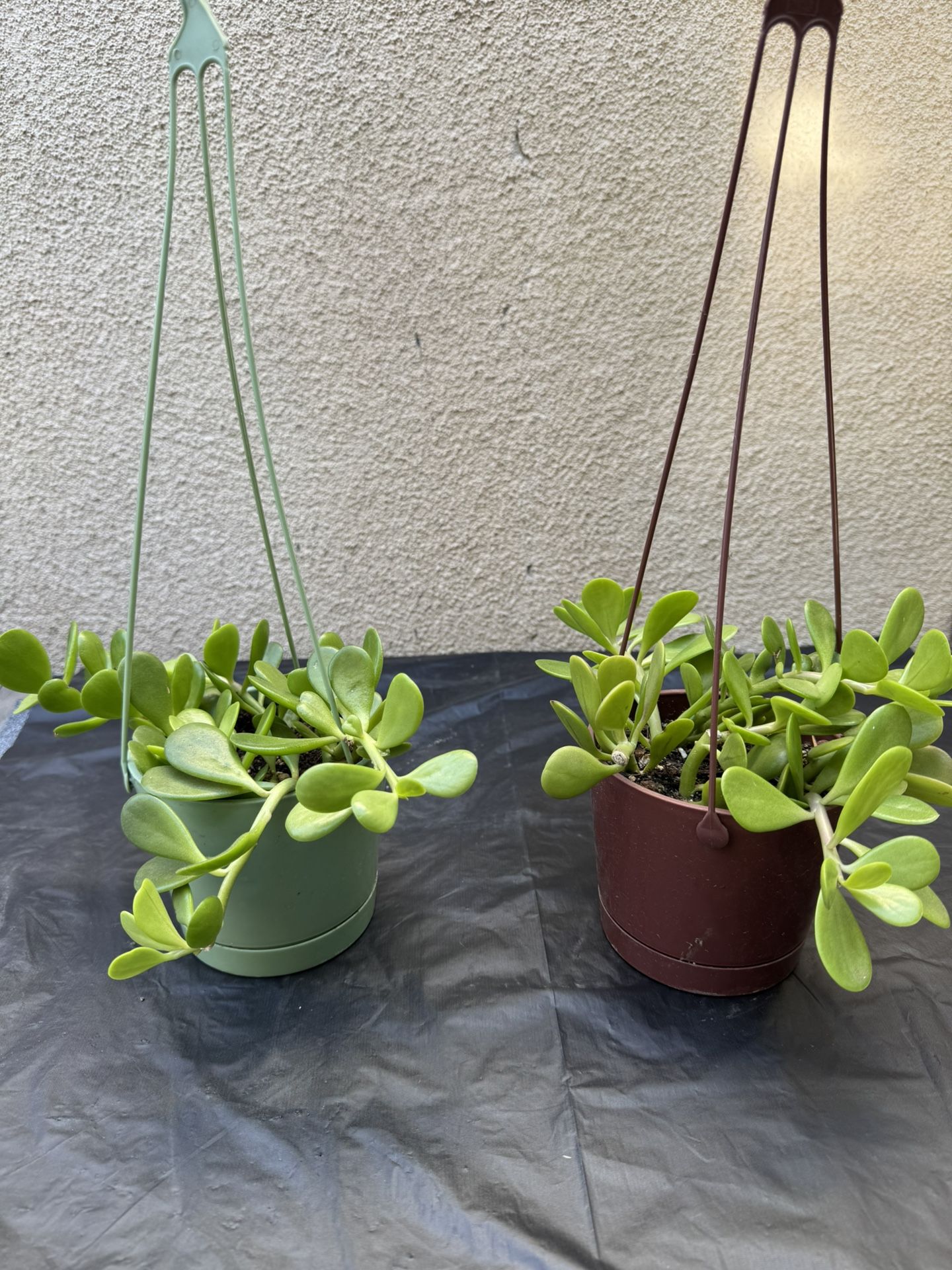 Crassula Ovata Succulent Plant