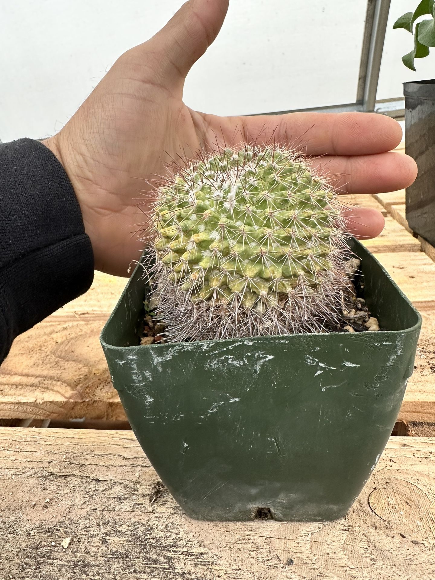 Mammillaria Standleyi Rare Cactus for Sale in Modesto, CA - OfferUp