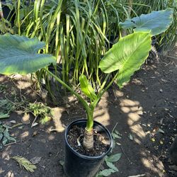 Alocasia Upright Elephant Ear Plant 