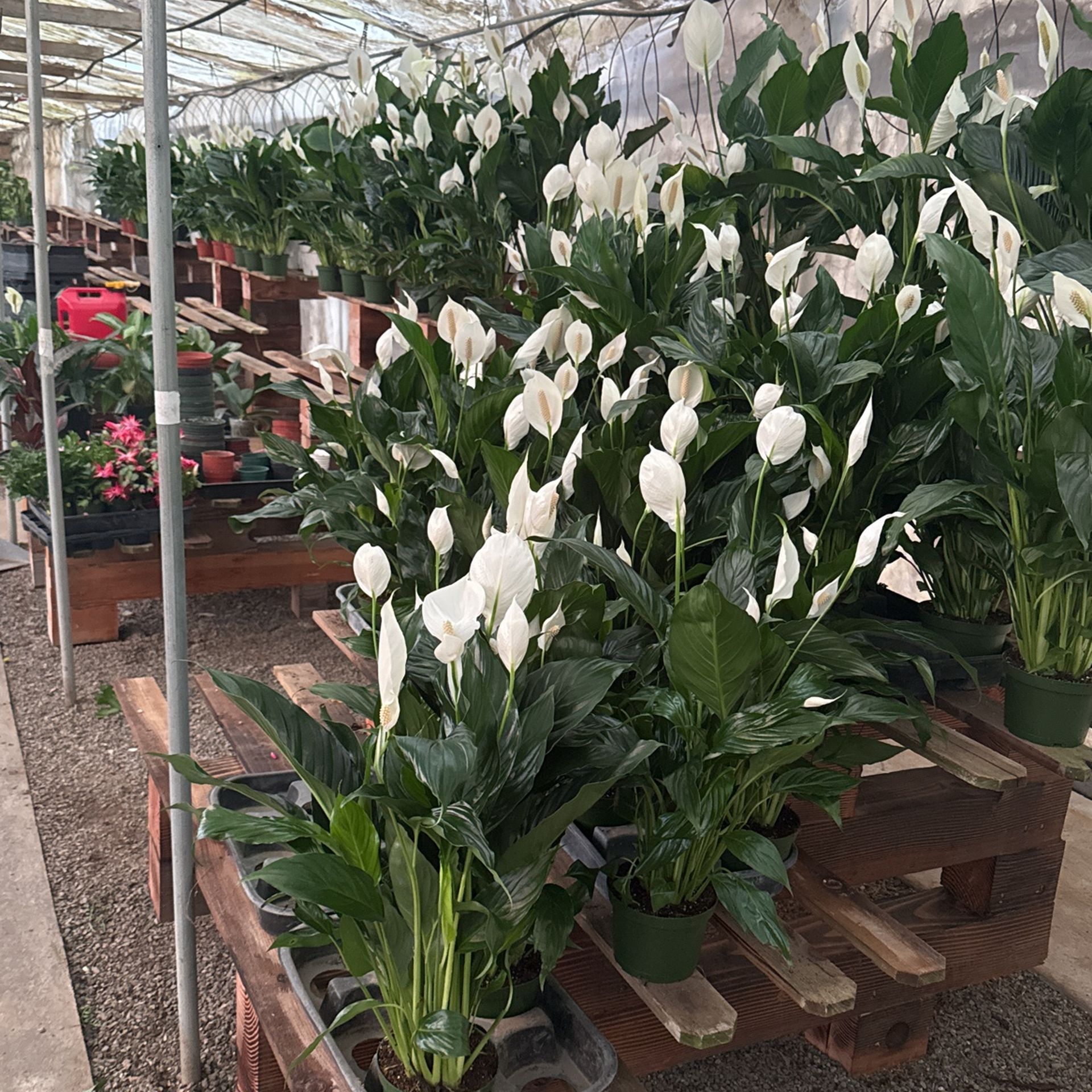 Riverside Greenhouse Spath 6”