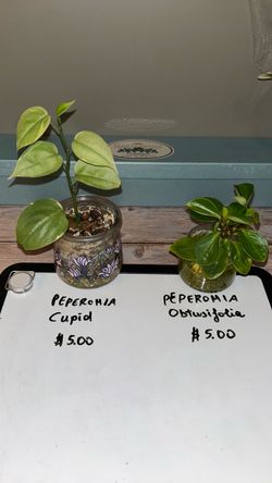 Peperomia and other plants 3 to 5 each