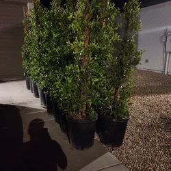 15G Ficus