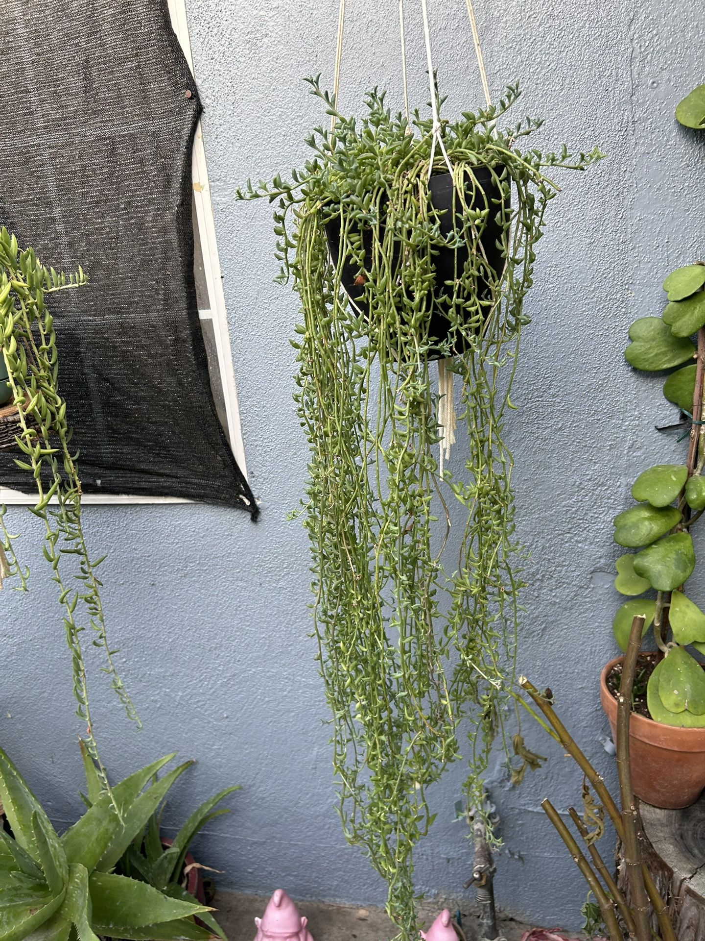 Succulents Con Colgadera De Macrame $30 Each