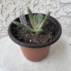 3 Inch Pot Succulent Plant - Crassula Lanuginosa - Dragon Tongue - Established Plant - Drought Resistant - 🪴