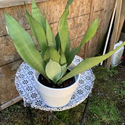 Snake Plant
