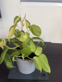 Philodendron Live Plant