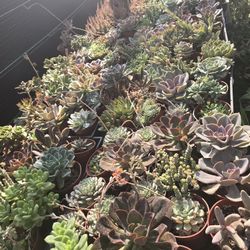Echeverias & Succulent 