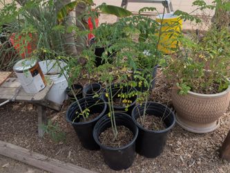Moringa tree