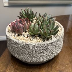 9” Succulent Cactus Bowl