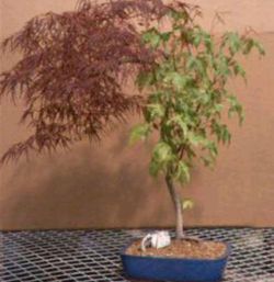 Baby lase Leaf Japanese maples