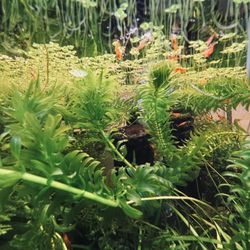 Anacharis Elodea Densa Tropical Plants  And Shrimp