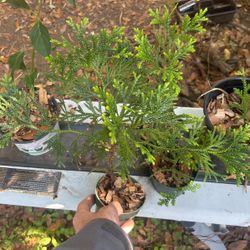4 Thujopsis Starts