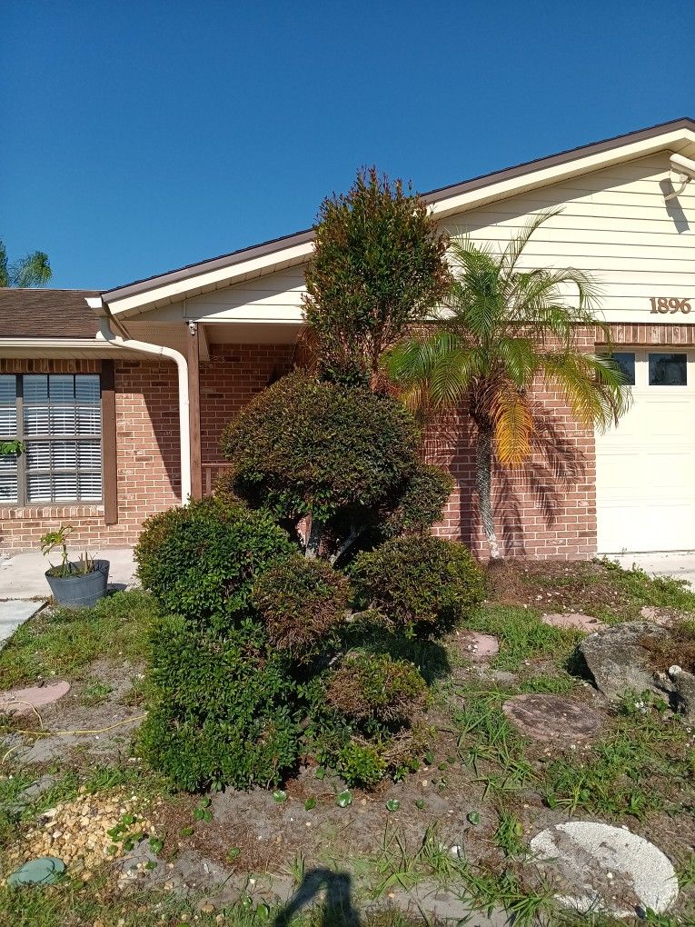 Eugenia Pom Pom Cloud Topiary $80 I Dig, $30 You Dig