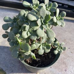 Plant $5
