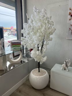 Cherry blossom
