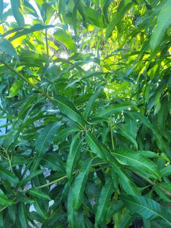 Mongo Plants