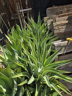 Agaves